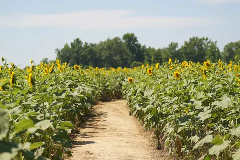 Sunflower Field 4K Wallpaper · flowers · 3840×2560