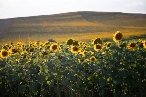 Fond d'écran Champ de tournesols 4K · flowers · 3840×2560