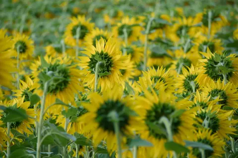 Sunflower Field 4K Wallpaper · flowers · 3840×2563