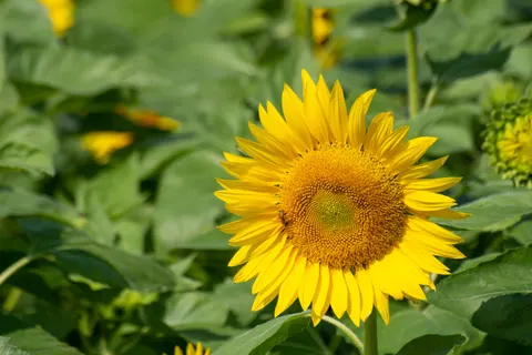 خلفية حقل عباد الشمس بدقة 4K · flowers · 3840×2560