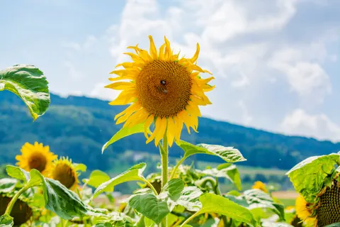 خلفية حقل عباد الشمس بدقة 4K · flowers · 3840×2560