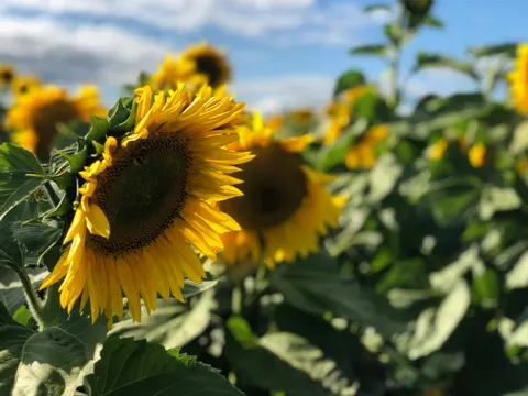 Sunflower Field 4K Wallpaper · flowers · 3840×2885