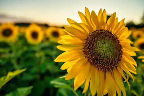 Sunflower Field 4K Wallpaper · flowers · 3840×2560