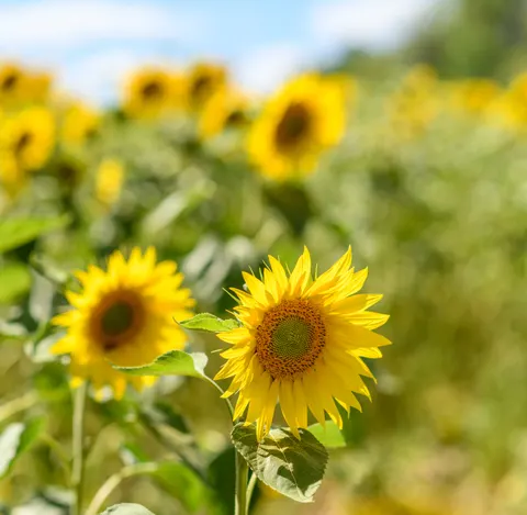 Sunflower Field 4K Wallpaper · flowers · 3840×3751