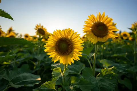 Sunflower Field 4K Wallpaper · flowers · 3840×2560