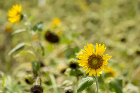 Sunflower Field 4K Wallpaper · flowers · 3840×2560