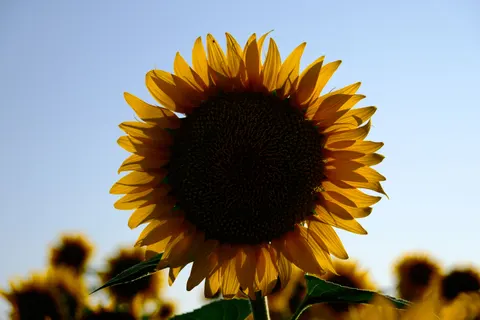 Sunflower Field 4K Wallpaper · flowers · 3840×2560