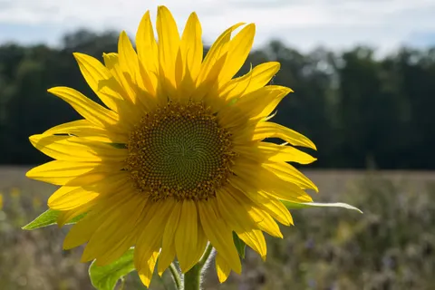 Sunflower Field 4K Wallpaper · flowers · 3840×2560