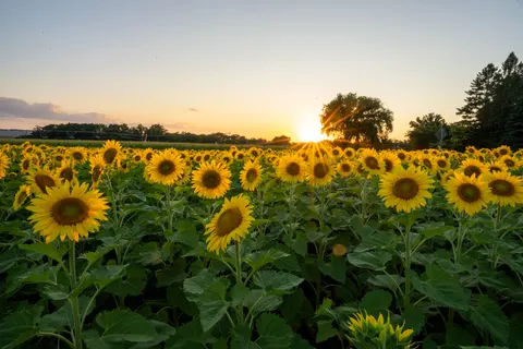Fond d'écran Champ de tournesols 4K · flowers · 3840×2560