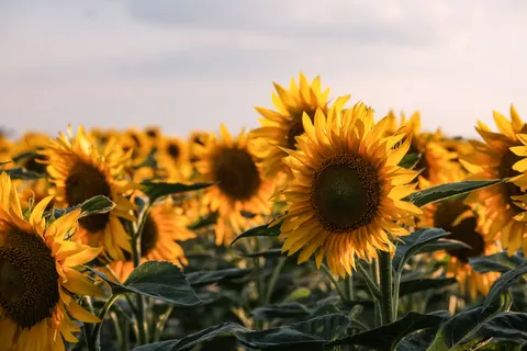 Sunflower Field 4K Wallpaper · flowers · 3840×2560