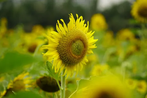 Sunflower Field 4K Wallpaper · flowers · 3840×2560