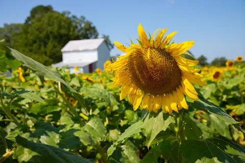 Sunflower Field 4K Wallpaper · flowers · 3840×2560