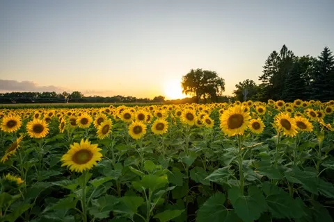 Sunflower Field 4K Wallpaper · flowers · 3840×2560