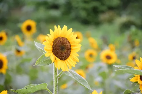 Sunflower Field 4K Wallpaper · flowers · 3840×2560