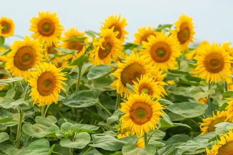 해바라기 밭 4K 배경화면 · flowers · 3840×2563