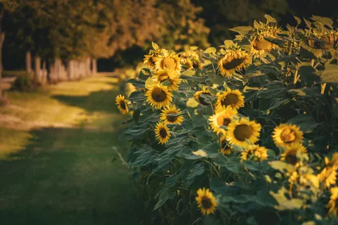 Fond d'écran Champ de tournesols 4K · flowers · 3840×2560