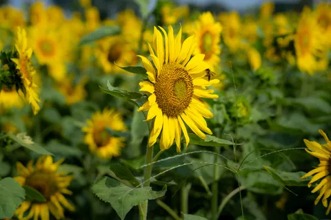 خلفية حقل عباد الشمس بدقة 4K · flowers · 3840×2560