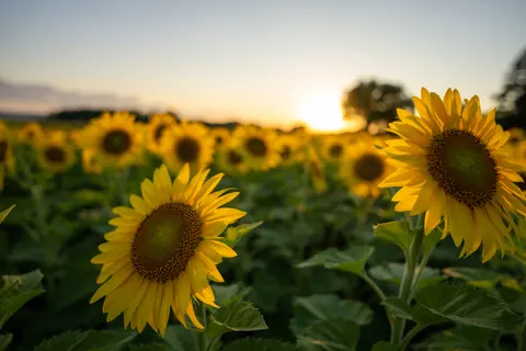 Sunflower Field 4K Wallpaper · flowers · 3840×2560