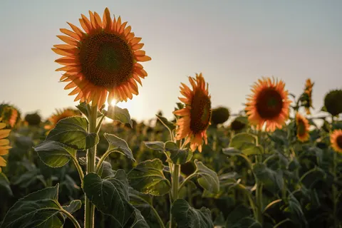 Sunflower Field 4K Wallpaper · flowers · 3840×2560