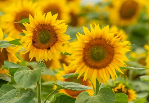 خلفية حقل عباد الشمس بدقة 4K · flowers · 3840×2657