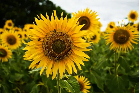 خلفية حقل عباد الشمس بدقة 4K · flowers · 3840×2560