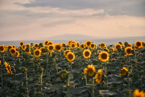 向日葵田 4K壁纸 · flowers · 3840×2560