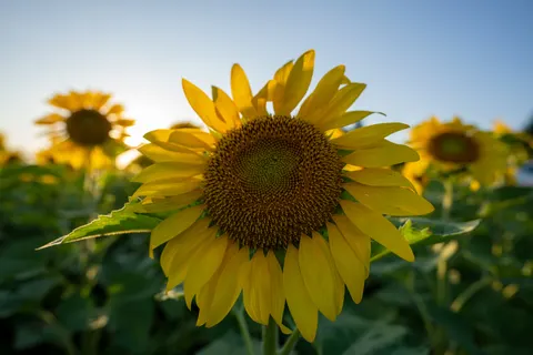 Обои Поле подсолнухов 4K · flowers · 3840×2560