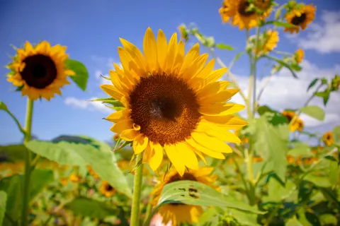 Fond d'écran Champ de tournesols 4K · flowers · 3840×2560