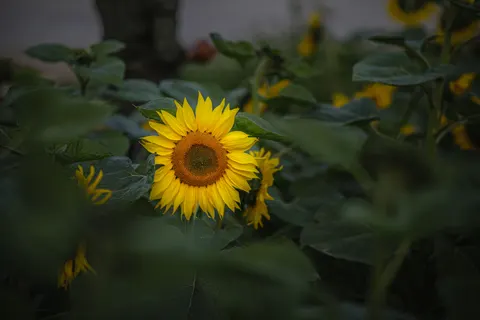 Fond d'écran Champ de tournesols 4K · flowers · 3840×2560