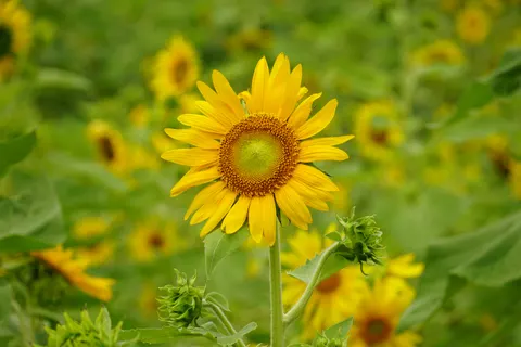 Sunflower Field 4K Wallpaper · flowers · 3840×2560