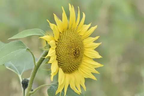 Sunflower Field 4K Wallpaper · flowers · 3840×2563