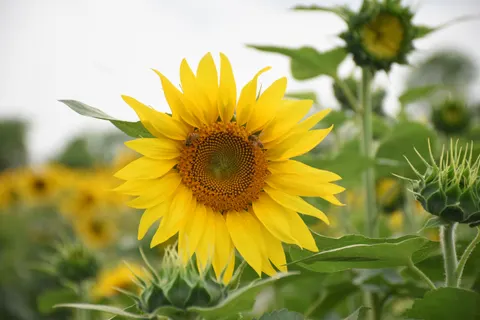 Sunflower Field 4K Wallpaper · flowers · 3840×2560