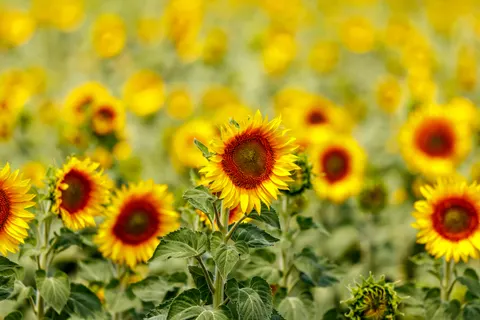 Sunflower Field 4K Wallpaper · flowers · 3840×2560