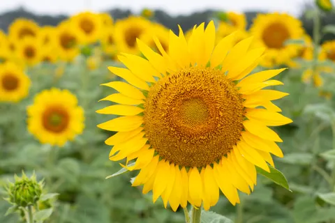 Fond d'écran Champ de tournesols 4K · flowers · 3840×2560