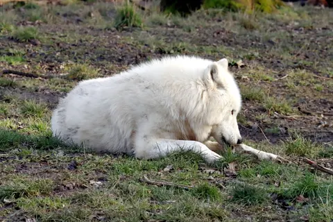 Wolf 4K Hintergrundbild · animals · 3840×2560