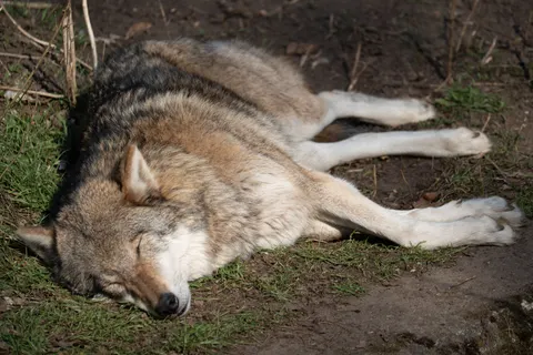 Fondo de pantalla Lobo 4K · animals · 3840×2560