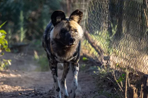 Wolf 4K Wallpaper · animals · 3840×2561