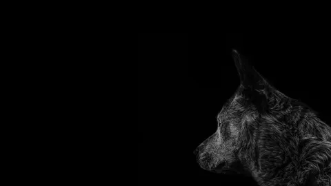 늑대 4K 배경화면 · animals · 3840×2160