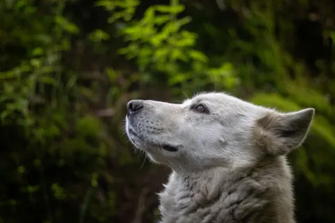 늑대 4K 배경화면 · animals · 3840×2560