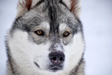 Wolf 4K Hintergrundbild · animals · 3840×2560