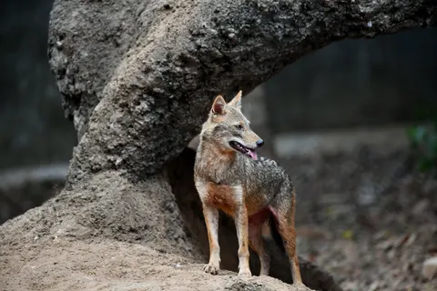 Fond d'écran Loup 4K · animals · 3840×2560