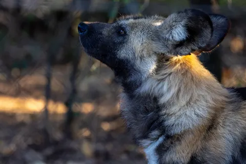 Обои Волк 4K · animals · 3840×2561