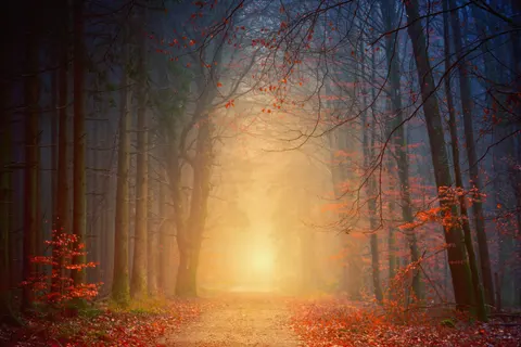 والپیپر جنگل پاییزی با کیفیت 4K · nature · 3840×2560