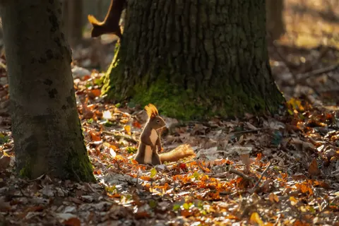 Обои Лиса 4K · animals · 3840×2560