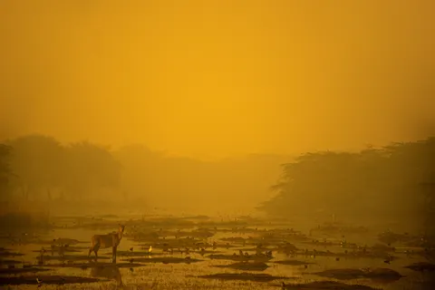 Fuchs 4K Hintergrundbild · animals · 3840×2560