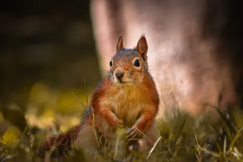 Обои Лиса 4K · animals · 3840×2560