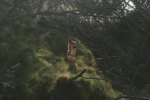 Fond d'écran Renard 4K · animals · 3840×2560