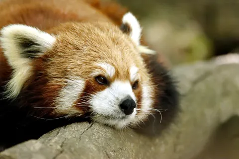 Fondo de pantalla Zorro 4K · animals · 3840×2560