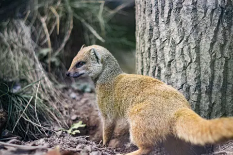 Fond d'écran Renard 4K · animals · 3840×2560
