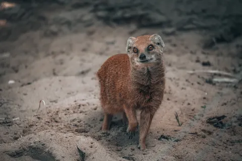 Fox 4K Wallpaper · animals · 3840×2560